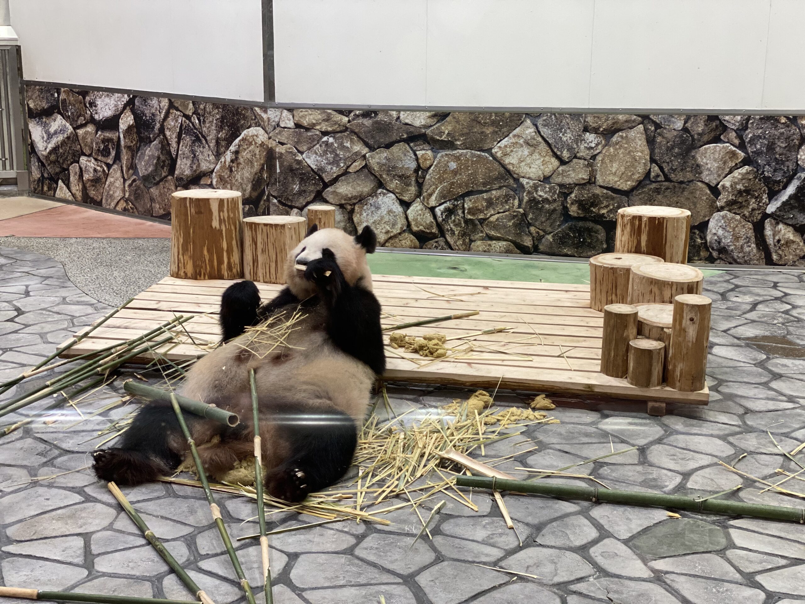 お母さんパンダの良浜(らうひん)